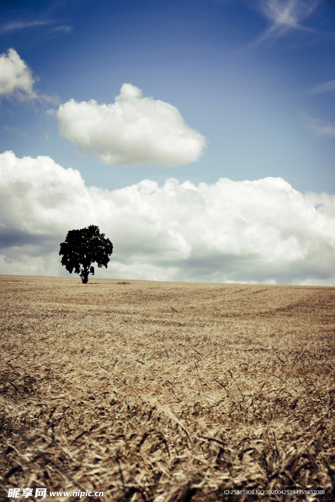 一棵树唯美意境图片