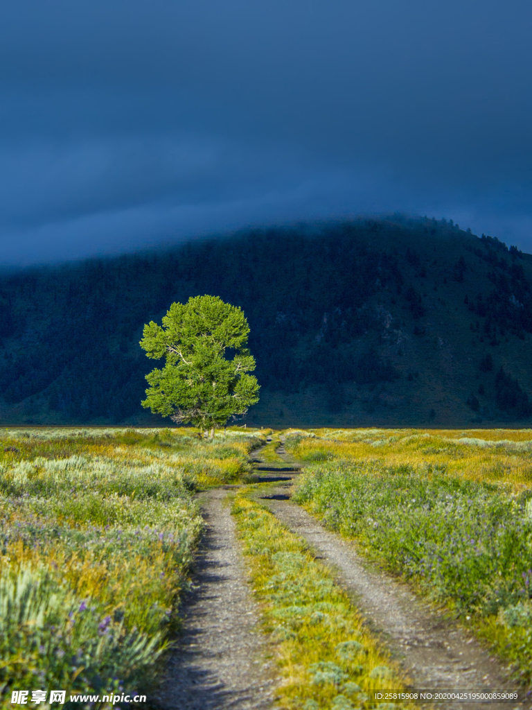 一棵树唯美意境图片