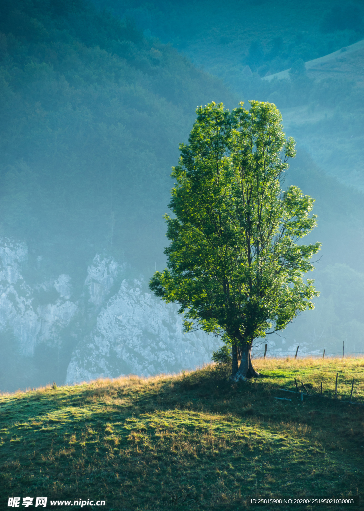 一棵树唯美意境图片