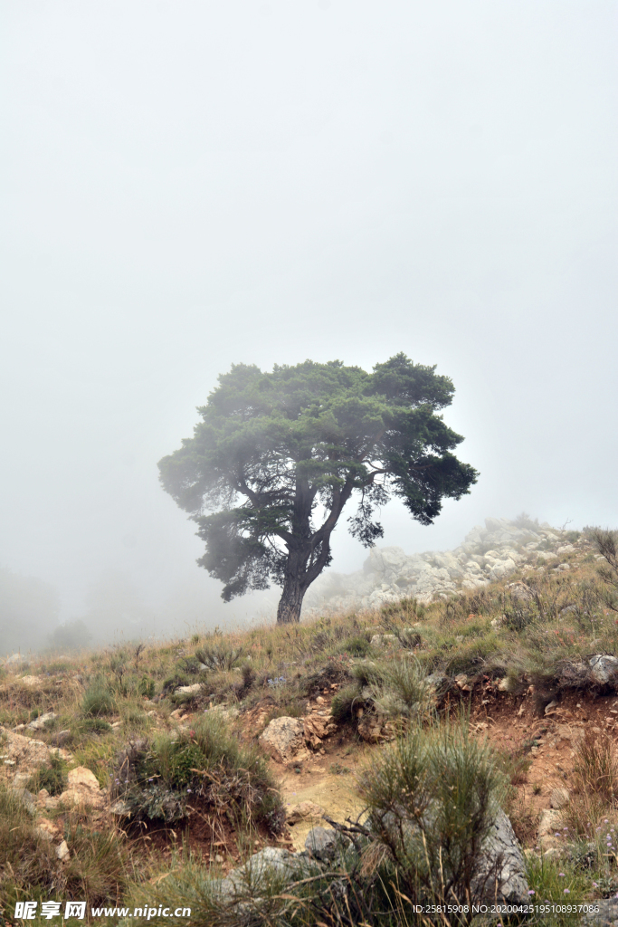 一棵树唯美意境图片