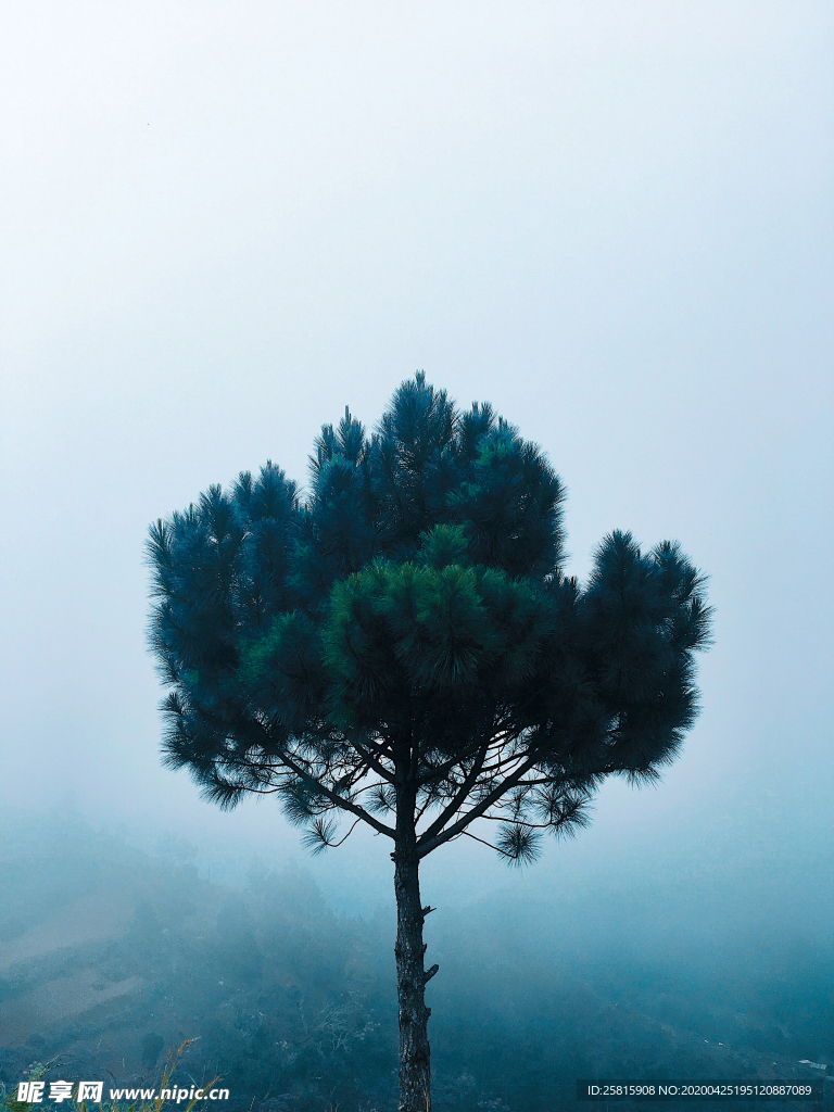 一棵树唯美意境图片