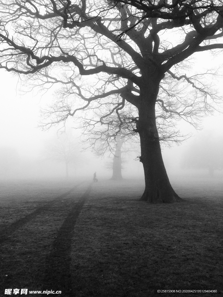 一棵树唯美意境图片