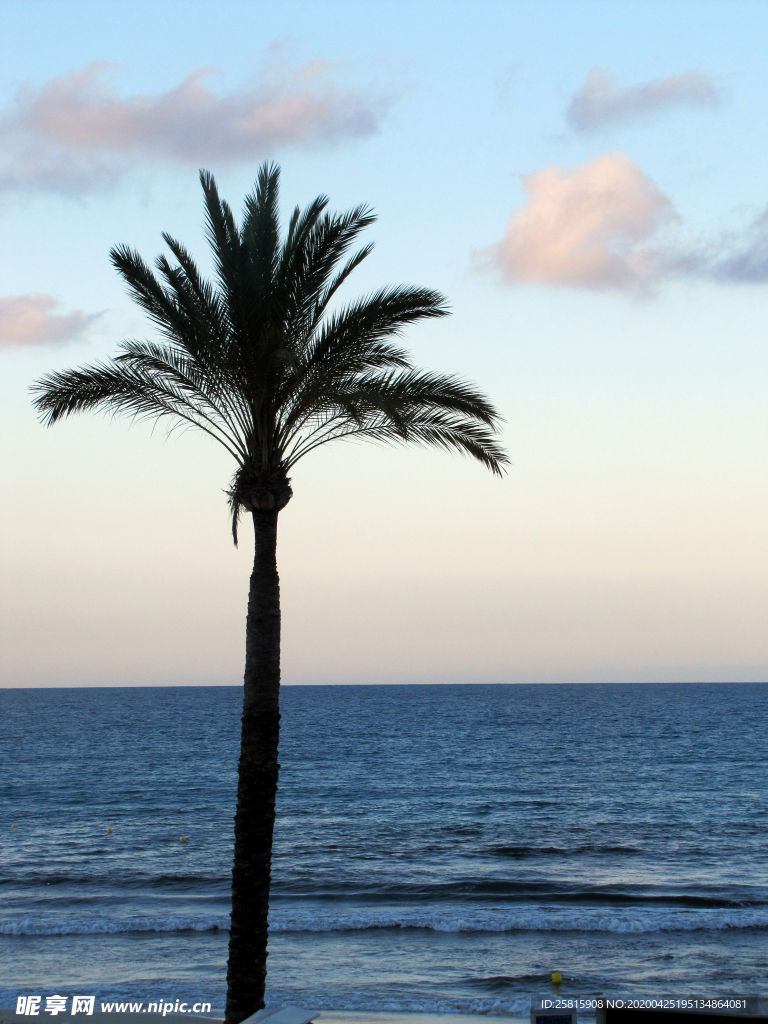 一棵树唯美意境图片