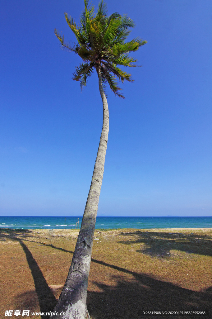 一棵树唯美意境图片