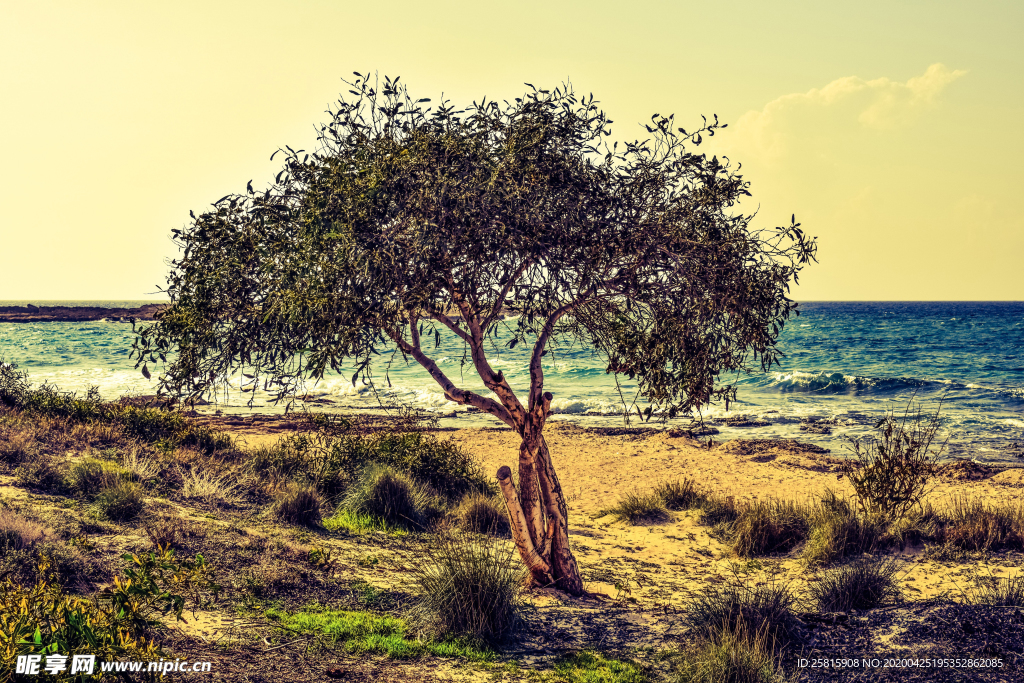 一棵树唯美意境图片