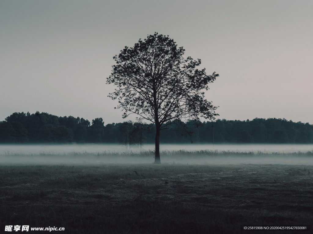 一棵树唯美意境图片