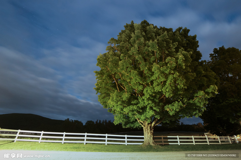 一棵树唯美意境图片