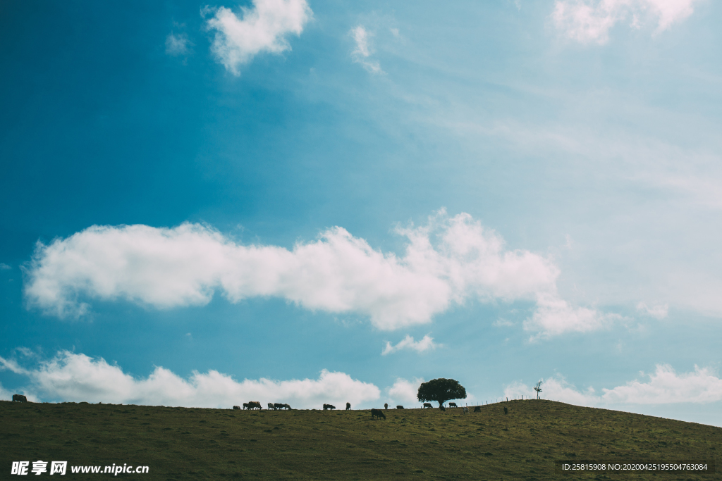 一棵树唯美意境图片