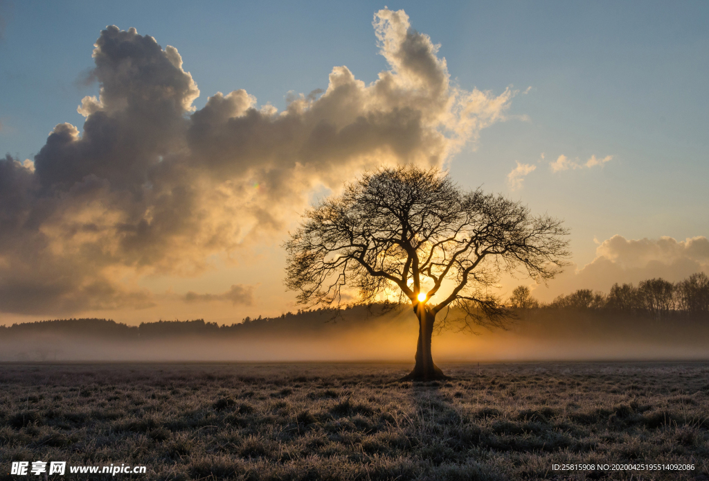一棵树唯美意境图片