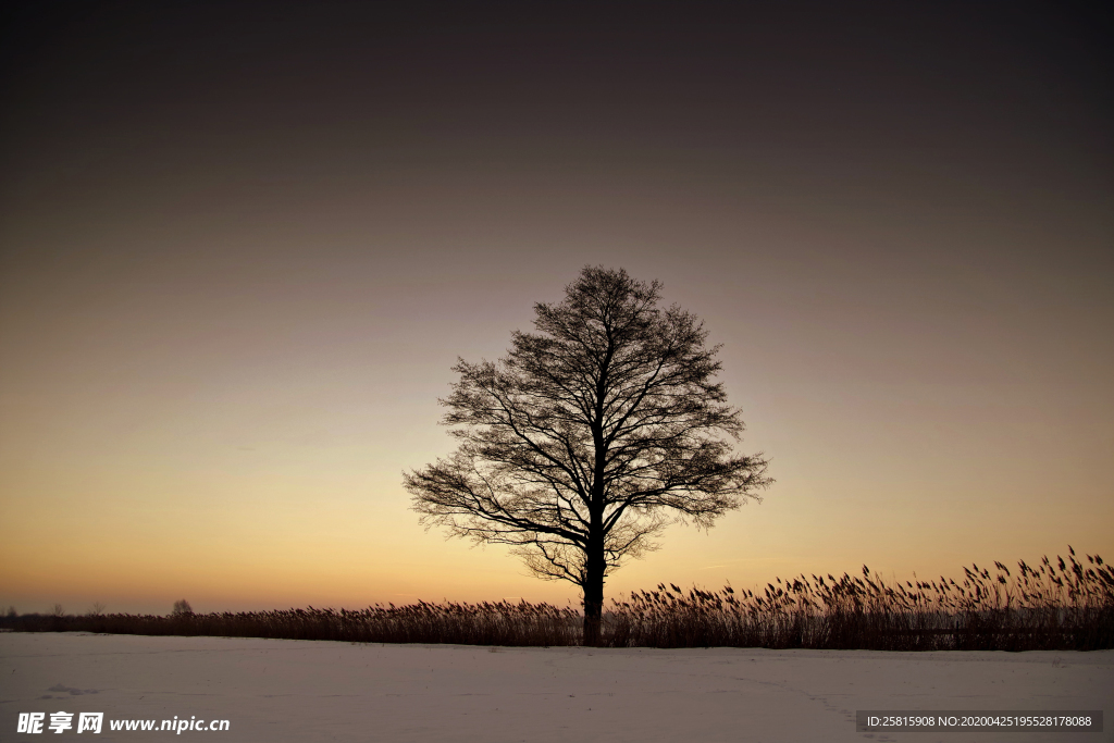 一棵树唯美意境图片