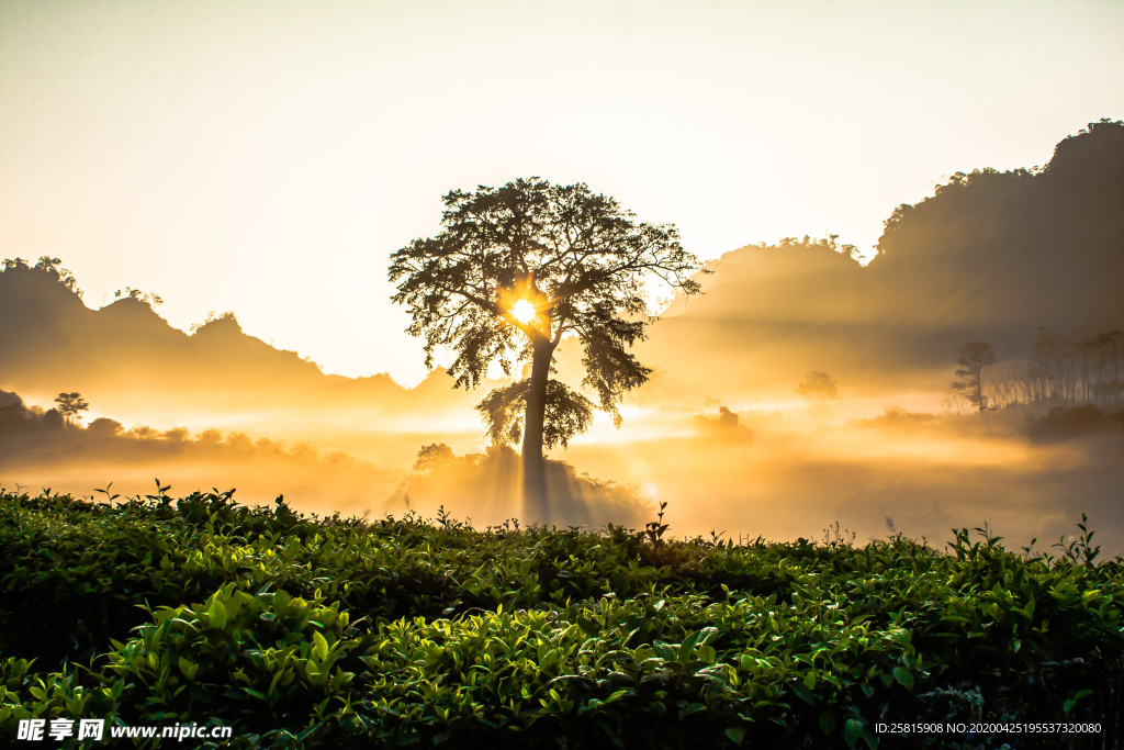 一棵树唯美意境图片