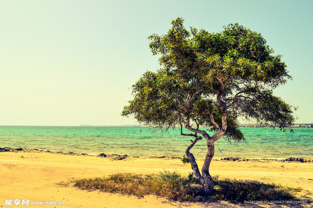 一棵树唯美意境图片
