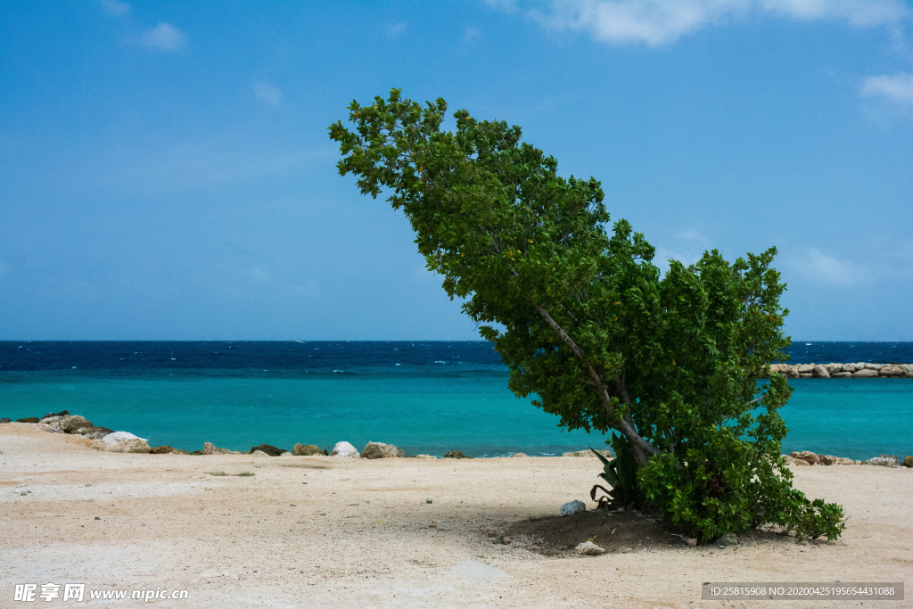 一棵树唯美意境图片