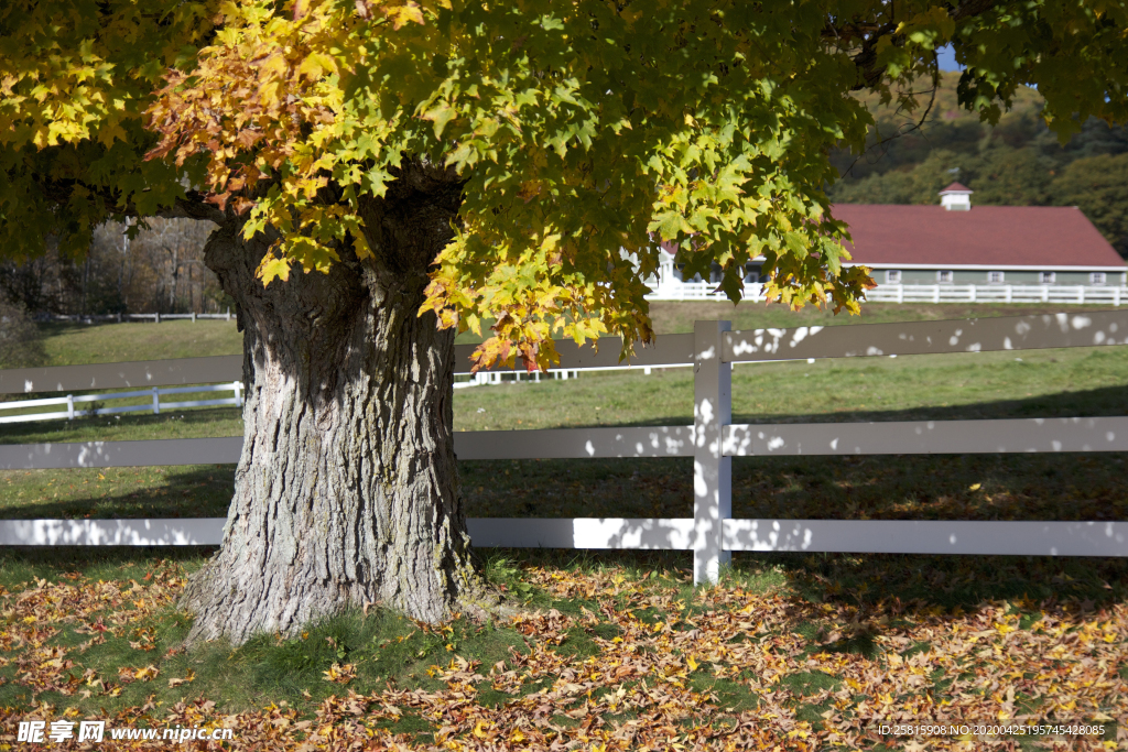 一棵树唯美意境图片