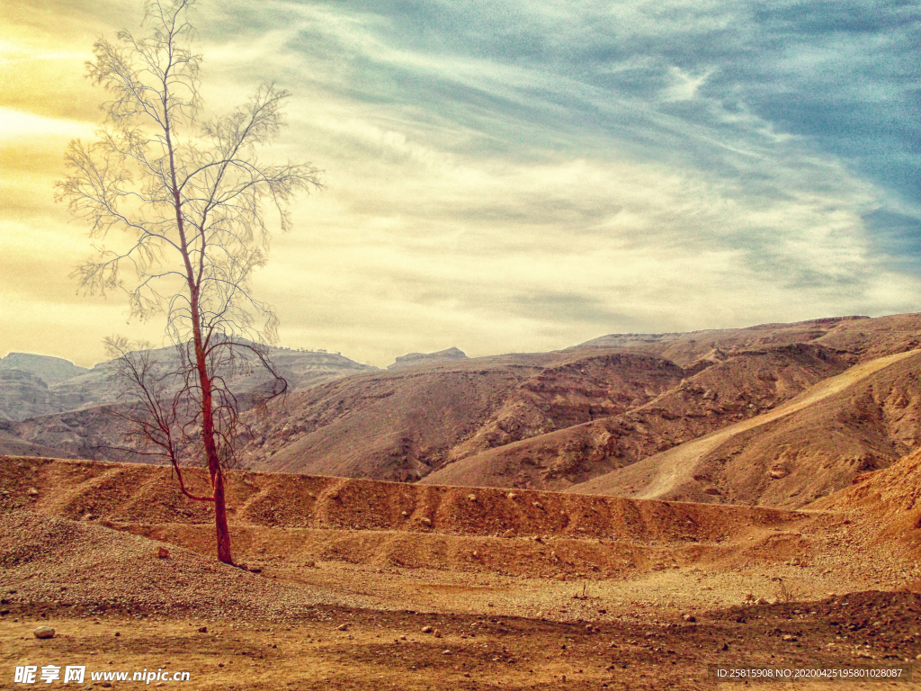一棵树唯美意境图片