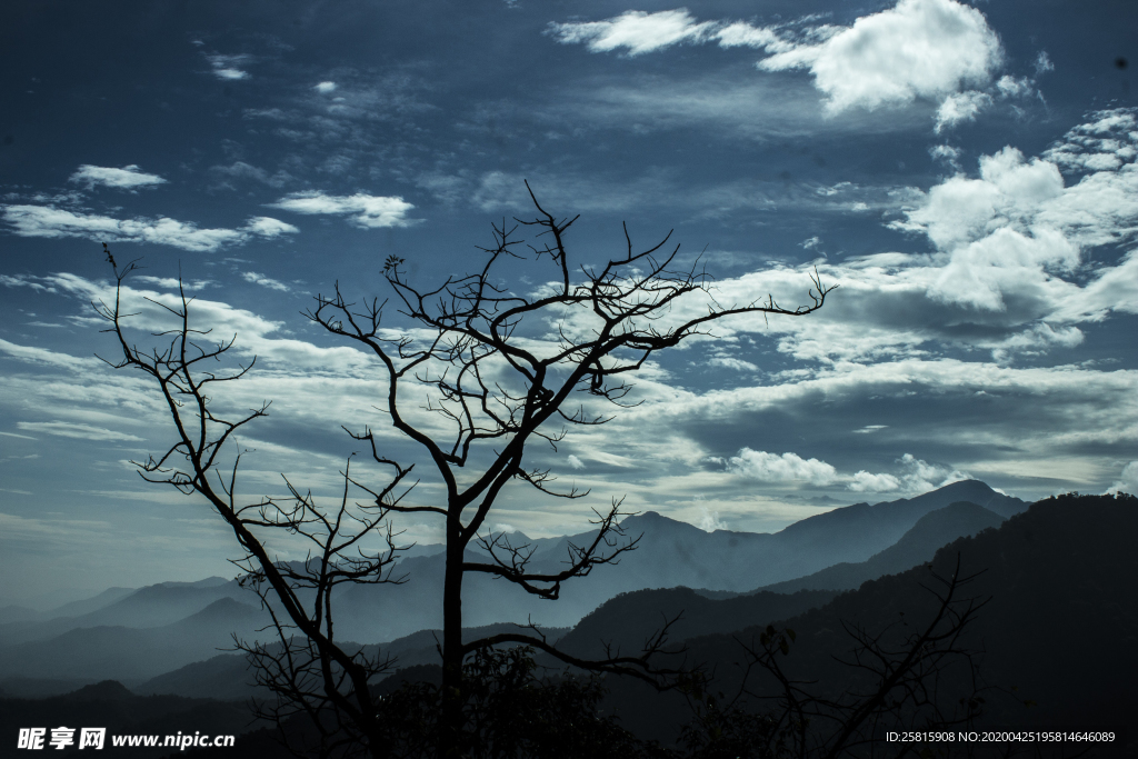 一棵树唯美意境图片