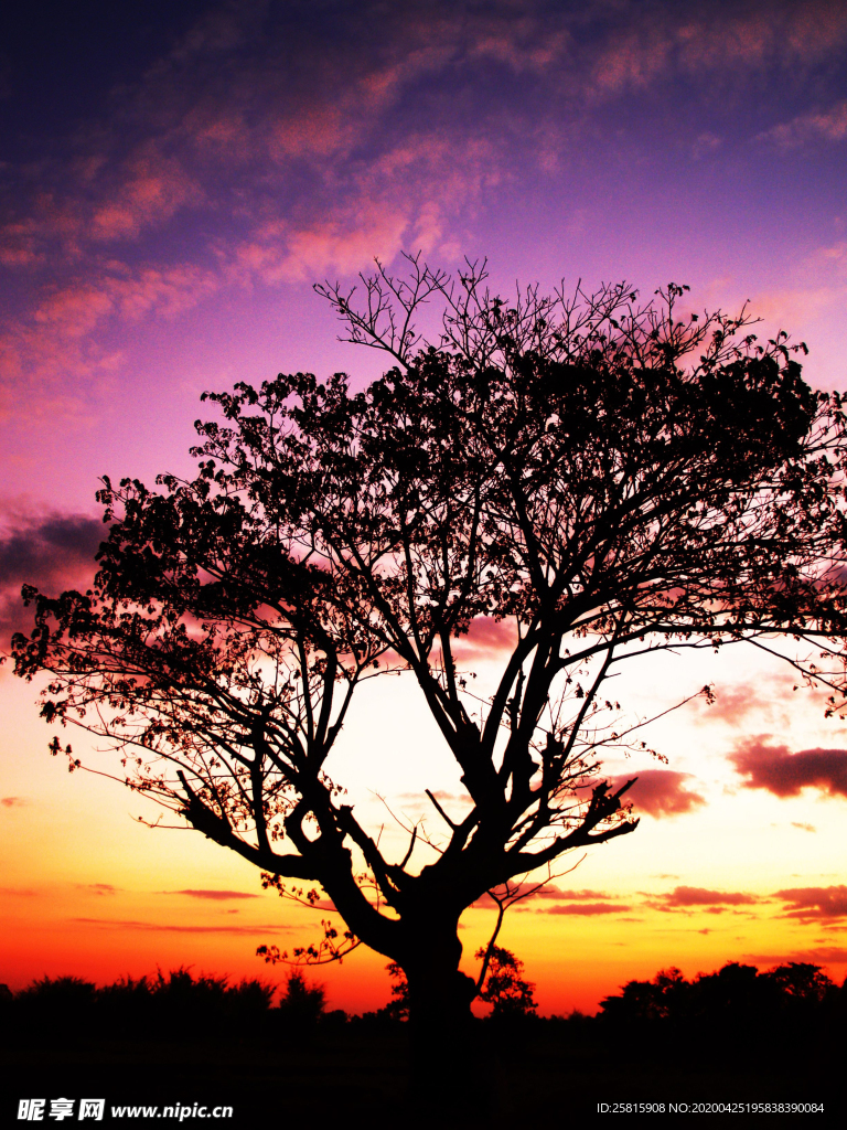 一棵树唯美意境图片