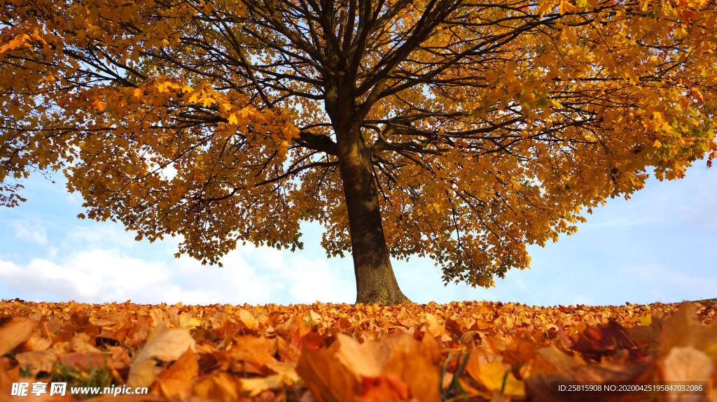 一棵树唯美意境图片