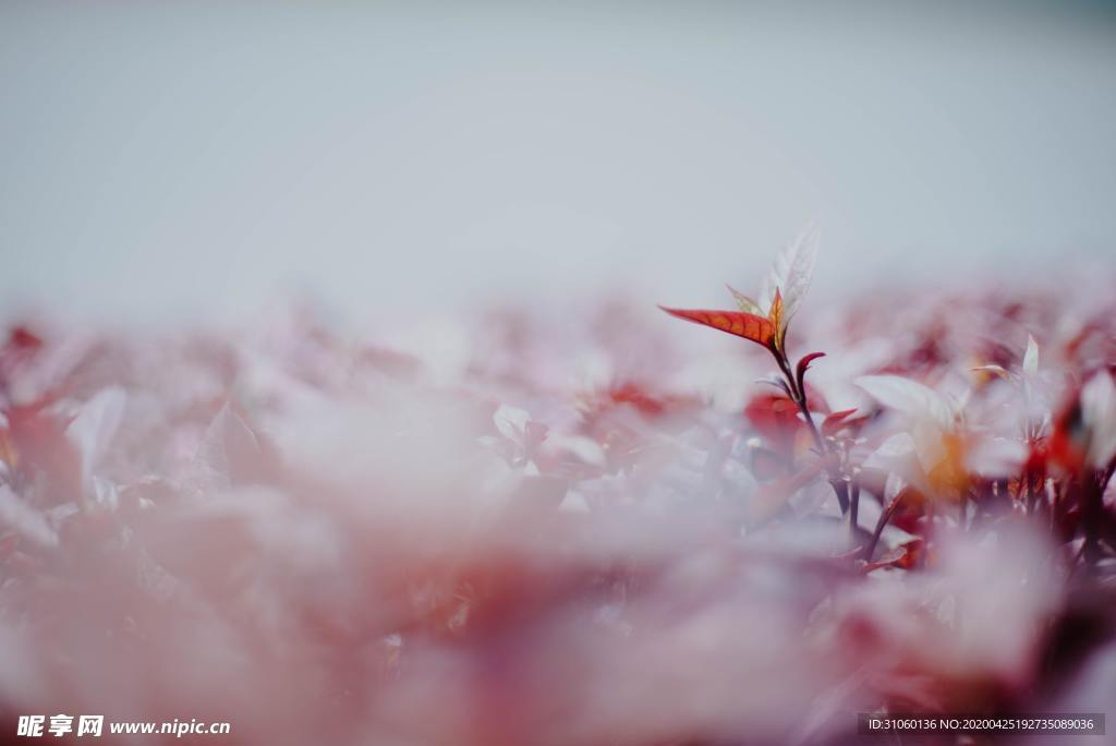 小清新朦胧简约背景