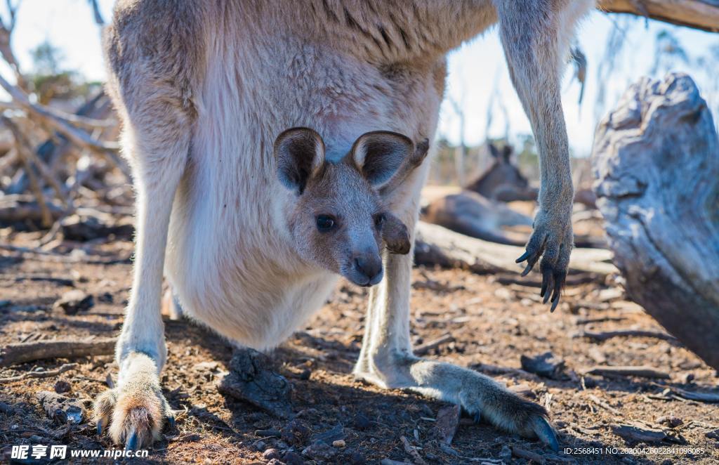 袋鼠宝宝