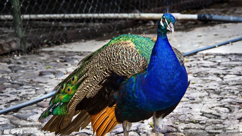 孔雀空山鸟语图片