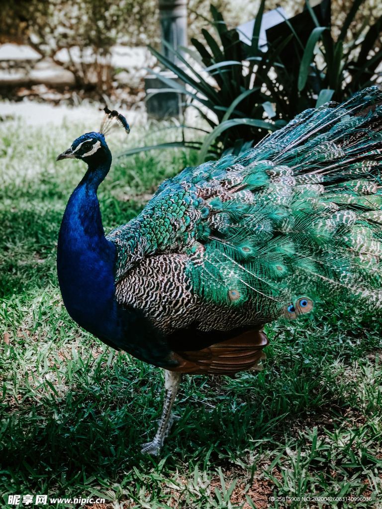 孔雀空山鸟语图片