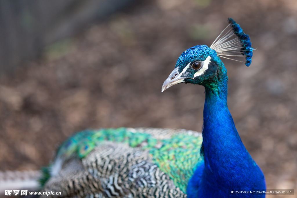 孔雀空山鸟语图片