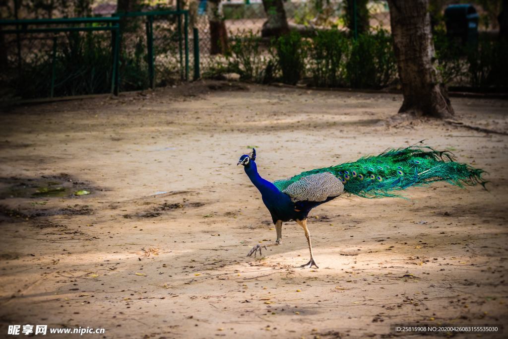 孔雀空山鸟语图片