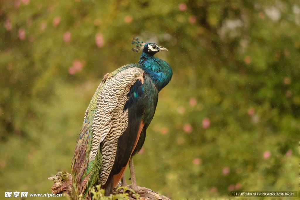 孔雀空山鸟语图片
