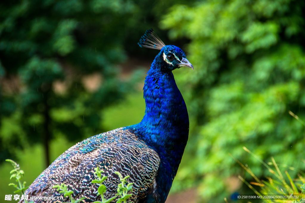 孔雀空山鸟语图片