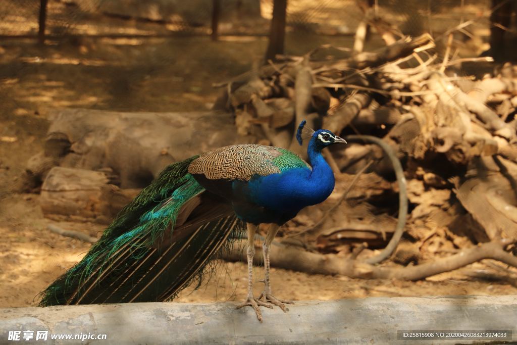 孔雀空山鸟语图片