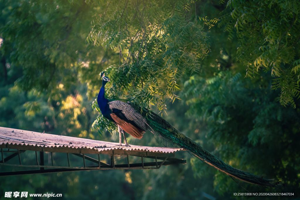 孔雀空山鸟语图片