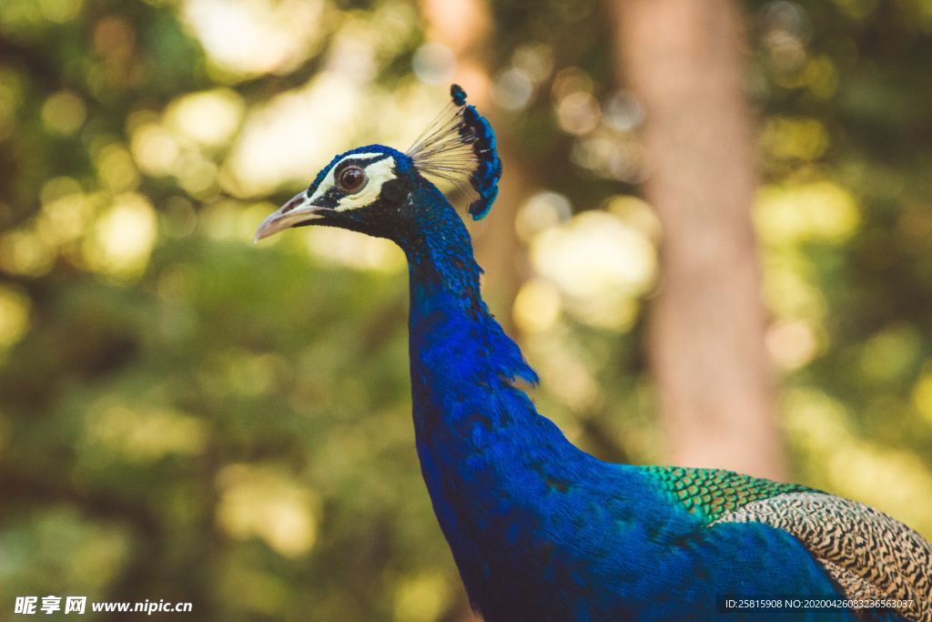 孔雀空山鸟语图片