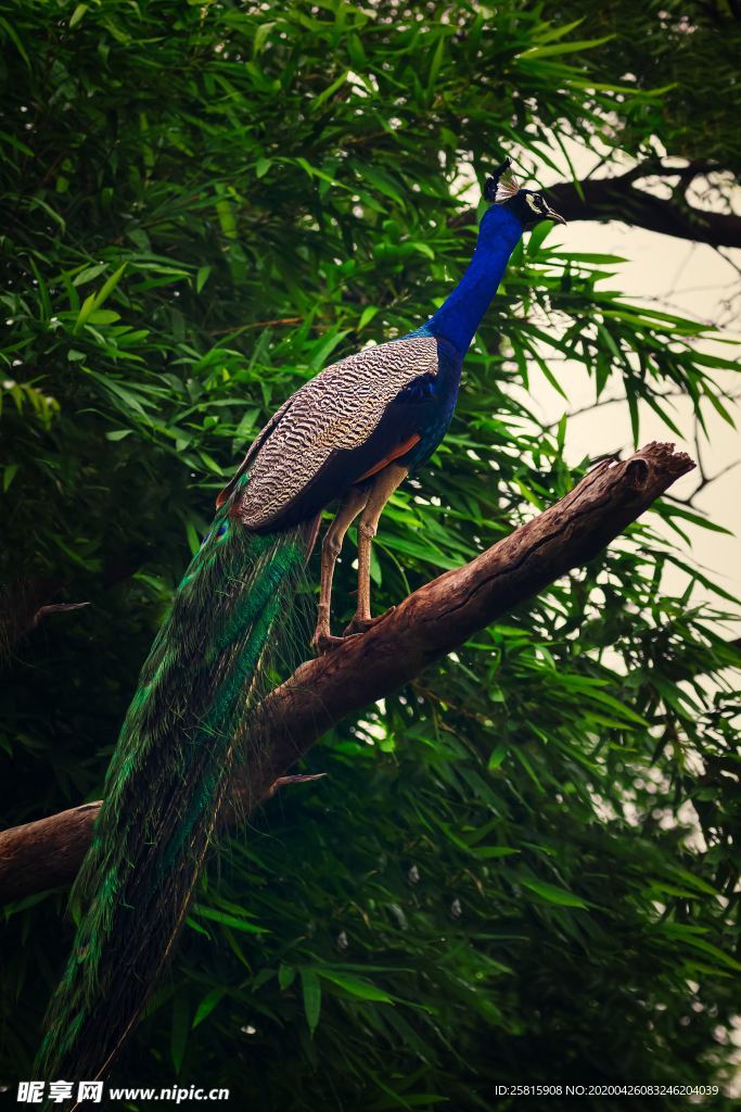 孔雀空山鸟语图片