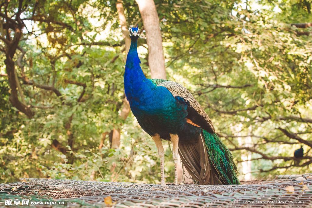 孔雀空山鸟语图片