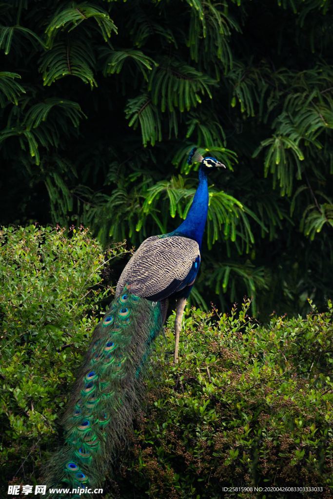 孔雀空山鸟语图片