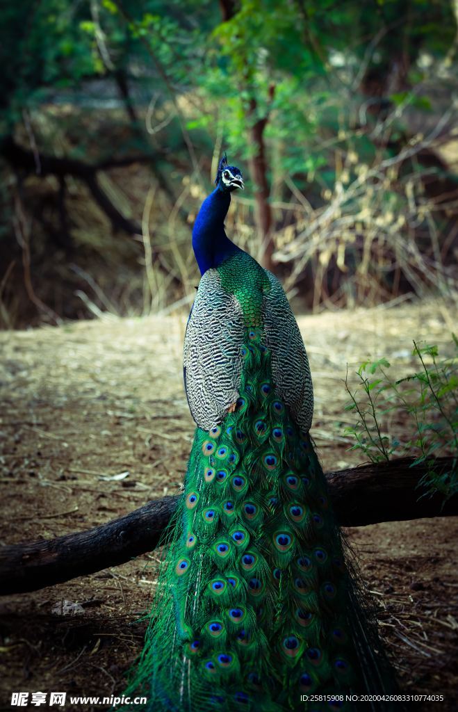 孔雀空山鸟语图片