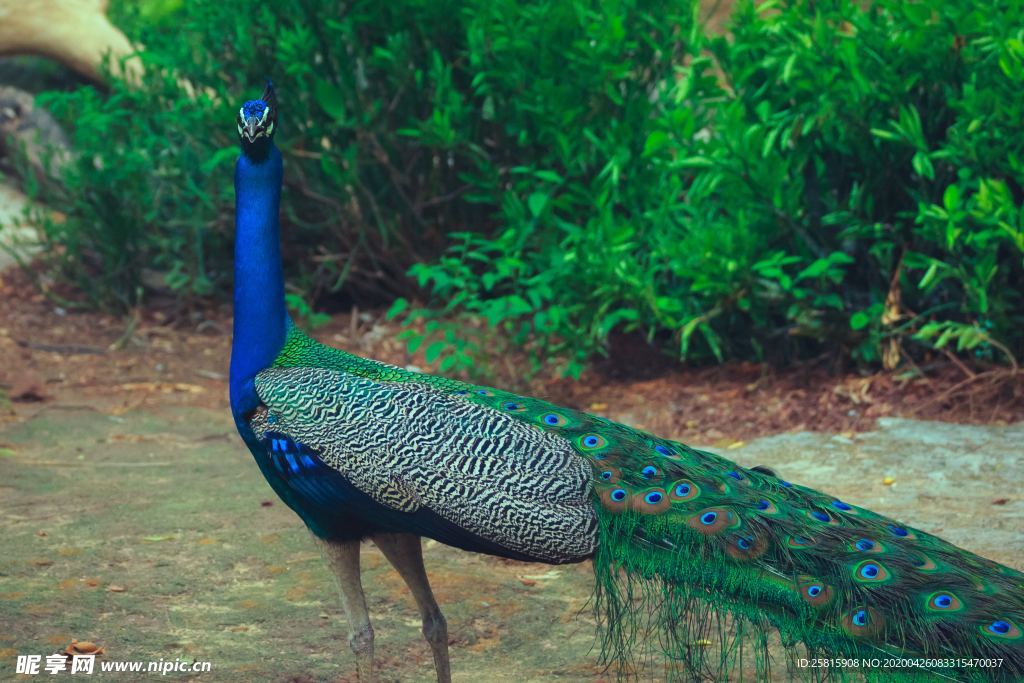 孔雀空山鸟语图片