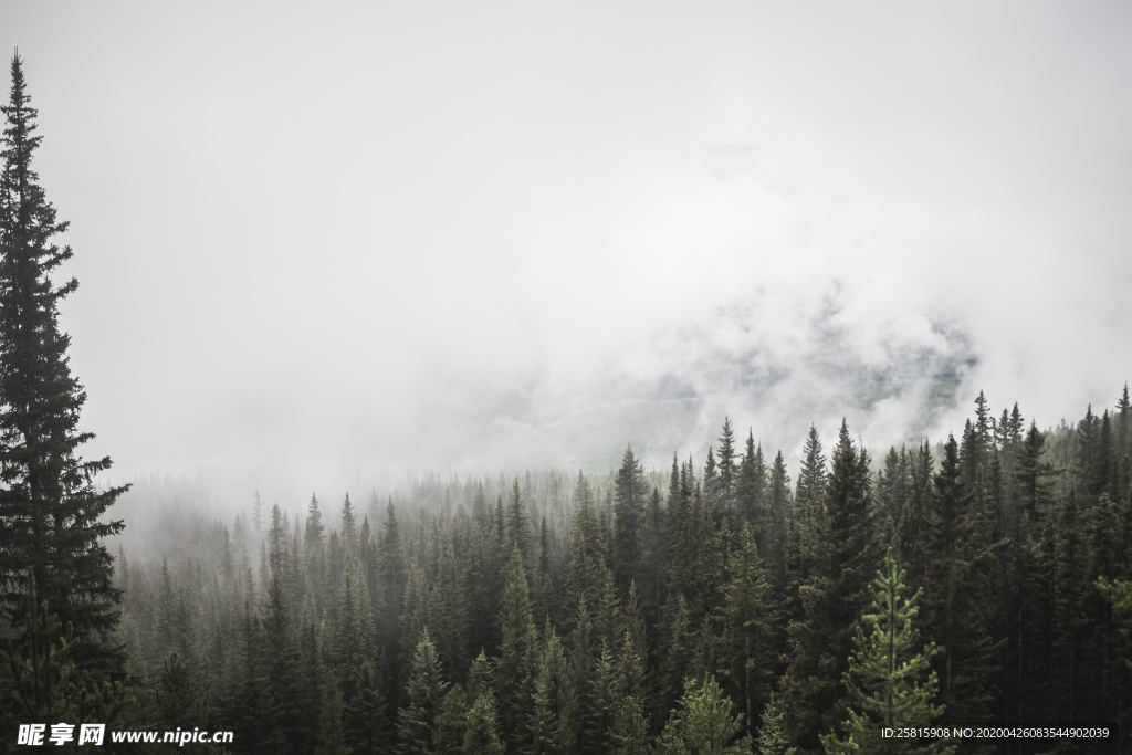雾气弥漫的山林图片