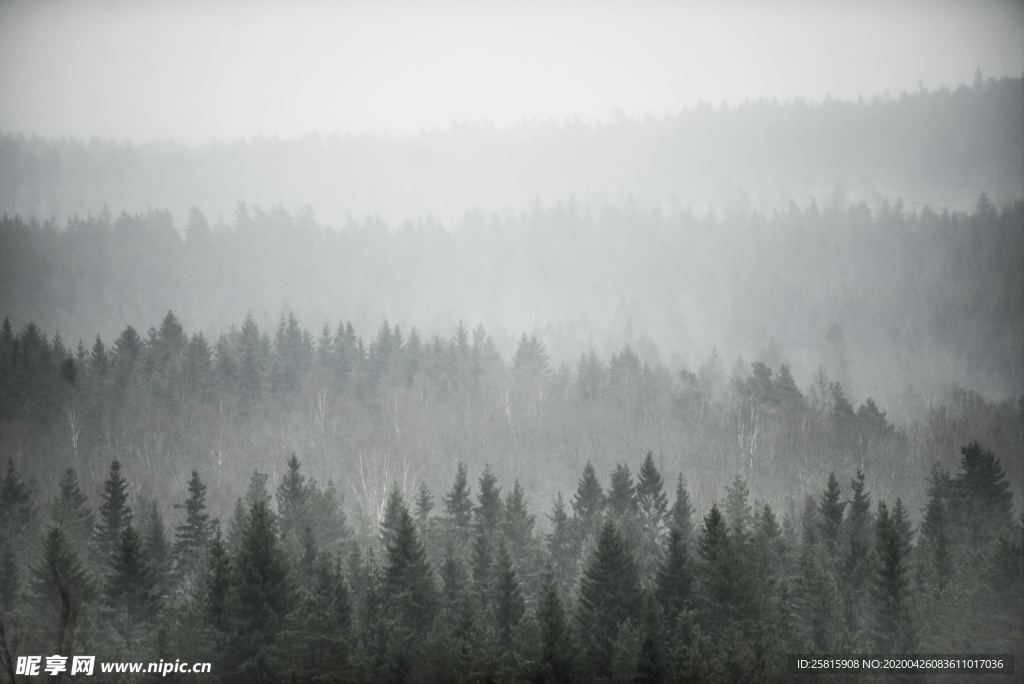 雾气弥漫的山林图片