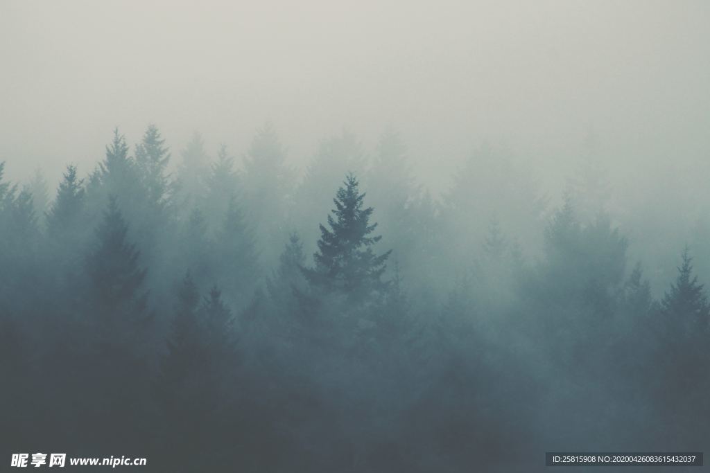 雾气弥漫的山林图片