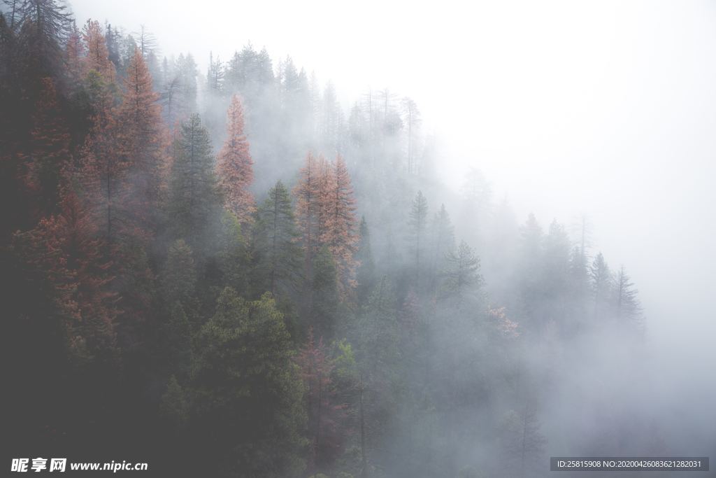 雾气弥漫的山林图片