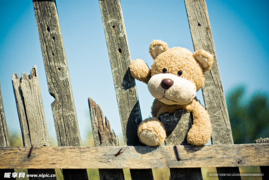 玩具熊毛绒玩具图片