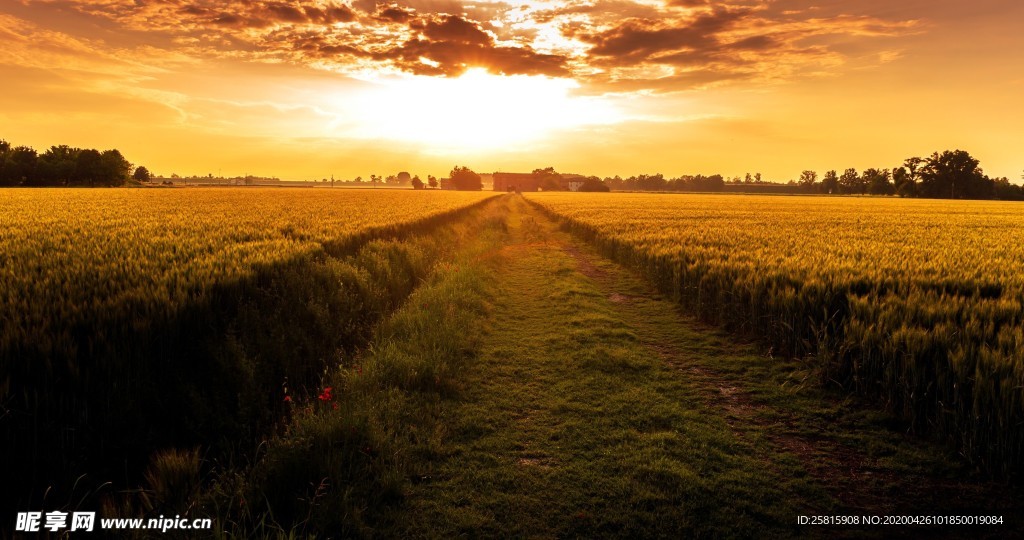 林间小路丛林小道图片