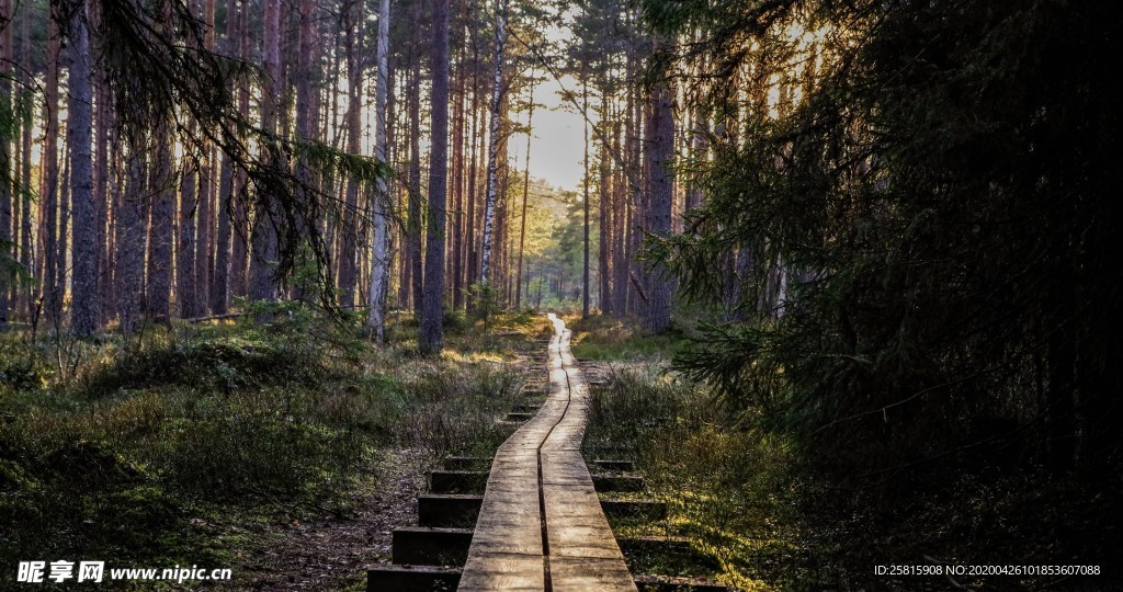 林间小路丛林小道图片