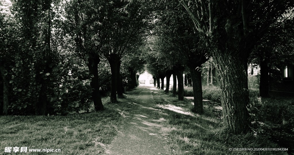 林间小路丛林小道图片