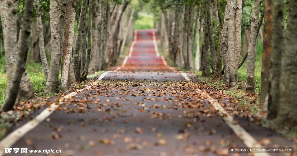 林间小路丛林小道图片