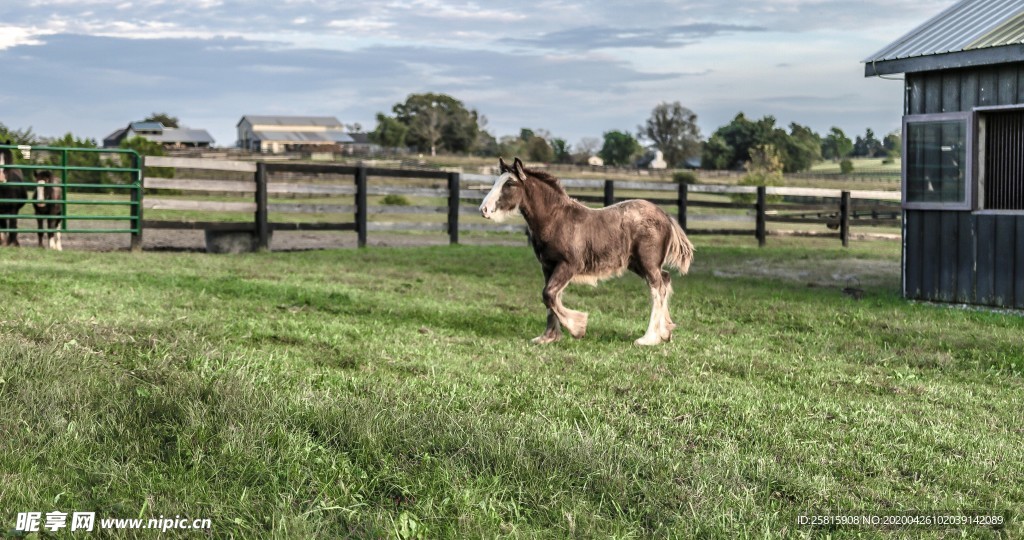骏马驰骋图片