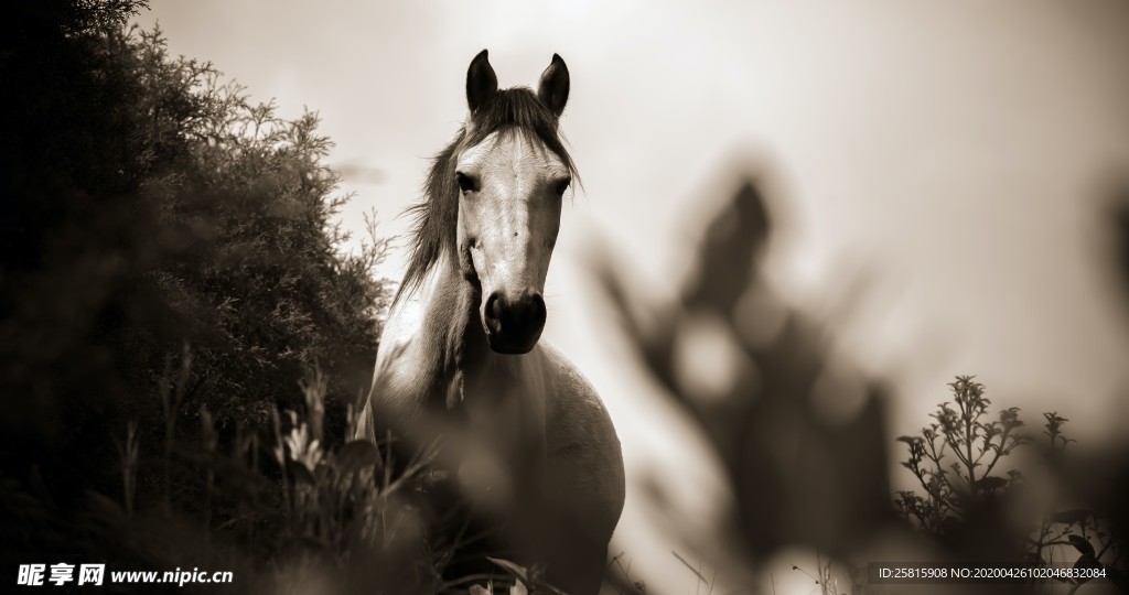 骏马驰骋图片