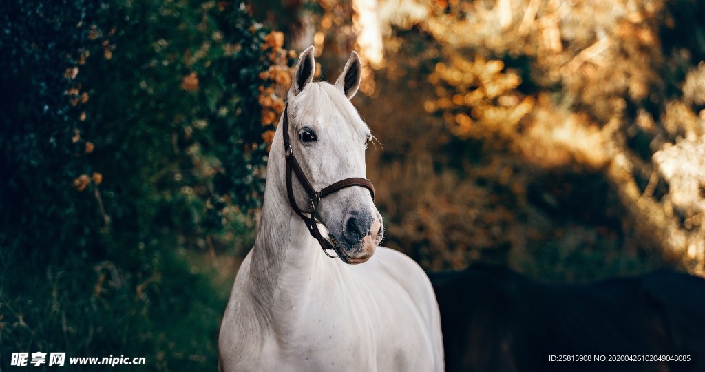 骏马驰骋图片